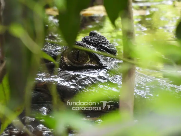 Cocodrilo en la Laguna Madre Vieja, humedal urbano de Arauca – Fundación Corocoras