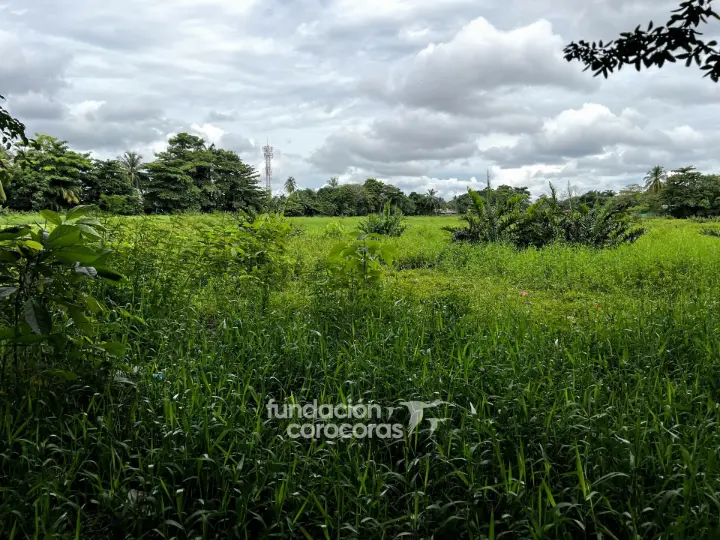 Paisaje natural de la Laguna Madre Vieja en Arauca – Fundación Corocoras